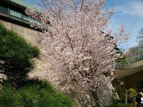 椿山荘・桜